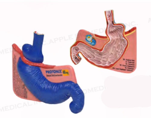 Modelo de estômago - A350 - Apple Biomedical - de duodeno / de esófago / para gastroenterologia