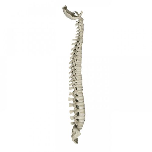 Modelo de coluna vertebral - 5005 - Nacional Ossos - para cirurgia da coluna vertebral / para treinamento / flexível