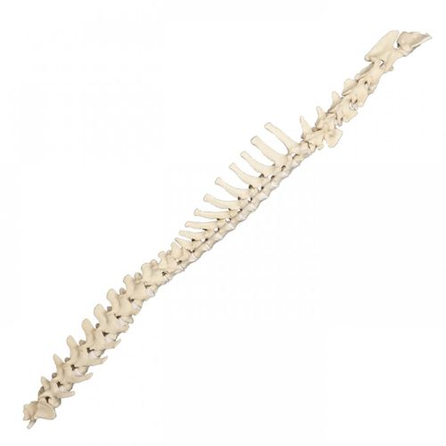 Modelo de coluna vertebral - AV419 - Nacional Ossos - cirúrgico / para treinamento / canino
