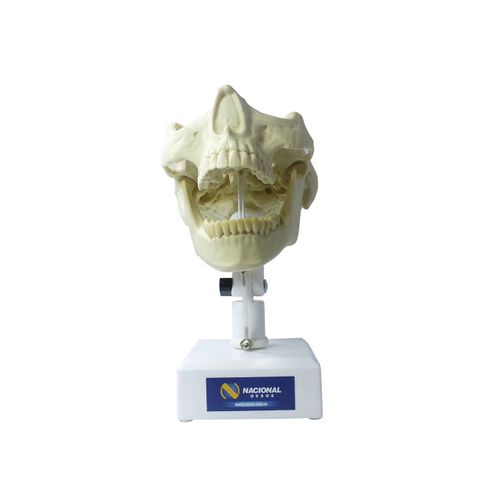 Modelo de mandíbula - 4100T  - Nacional Ossos - de maxila / odontológico / para ensino
