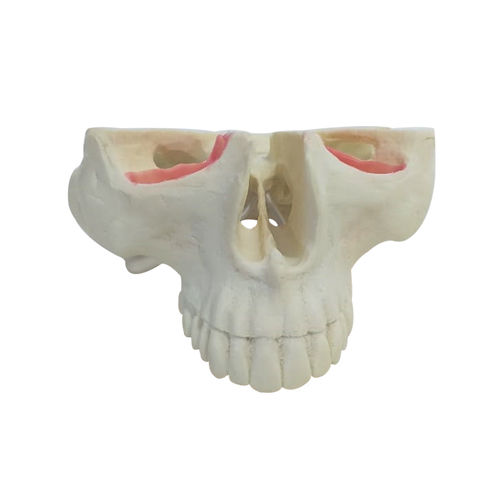Modelo de osso - 4016T - Nacional Ossos - de maxila / sinusal / de dentes