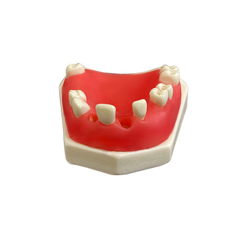 Modelo de mandíbula - 4802G - Nacional Ossos - para implantodontia / para prótese dentária / para ensino