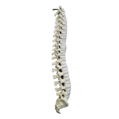 Modelo de coluna vertebral - 5003 - Nacional Ossos - para cirurgia da coluna vertebral / para treinamento / em poliuretano