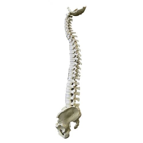 Modelo de pelve - 5006 - Nacional Ossos - coluna vertebral / flexível