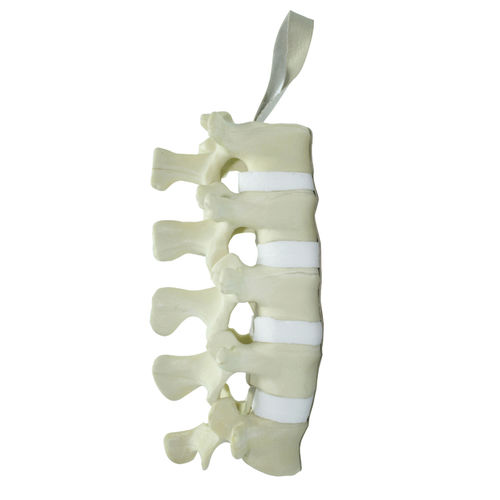 Modelo anatômico de coluna vertebral lombar - 5011 - Nacional Ossos - para cirurgia da coluna vertebral / para treinamento / em poliuretano