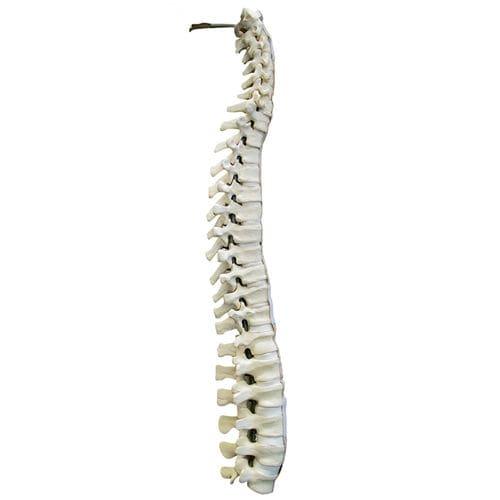 Modelo de coluna vertebral - 5015 - Nacional Ossos - para cirurgia da coluna vertebral / para treinamento / em poliuretano