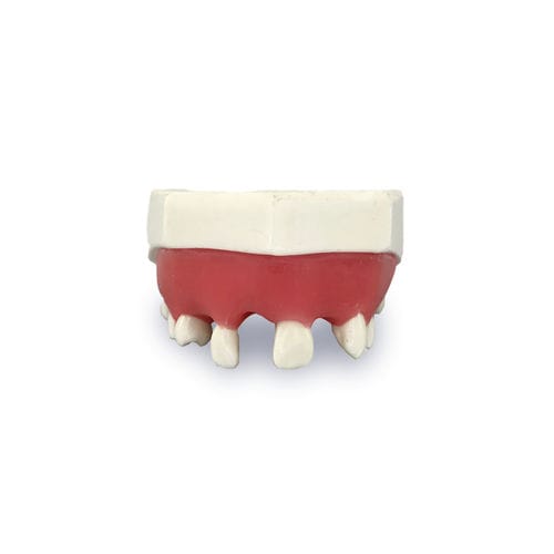 Modelo de dente - 4802G - Nacional Ossos - de gengiva / de maxila / para implantodontia