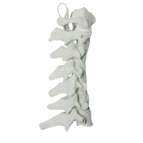 Modelo anatômico de coluna cervical - 5010 - Nacional Ossos - para cirurgia da coluna vertebral / para treinamento / em poliuretano