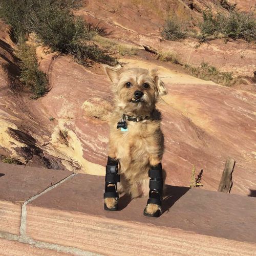 Órtese veterinária para cães - Hero Braces - para punho / articulada