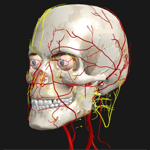 Software didático - VIVED - de visualização 3D / de modelagem / médico-hospitalar