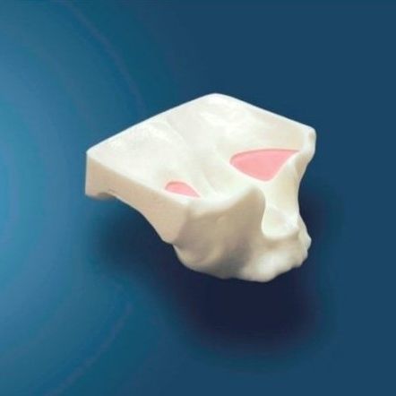 Modelo de maxilar - DOTFOX - branco