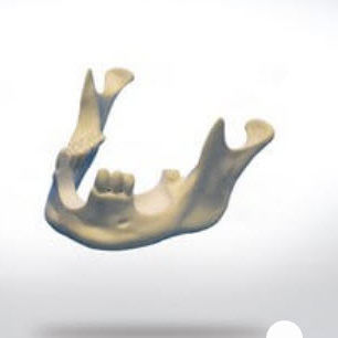Modelo de osso - 8901 - SYNBONE AG - de mandíbula / de cirurgia / para implantodontia