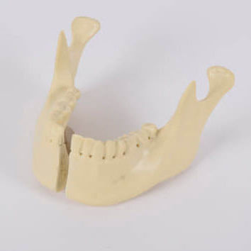 Modelo de mandíbula - 8955 - SYNBONE AG - de maxila / para cirurgia ortopédica / para implantodontia