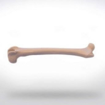 Modelo anatômico de fêmur - 0822.00 - SYNBONE AG - de cirurgia / veterinário / para ensino