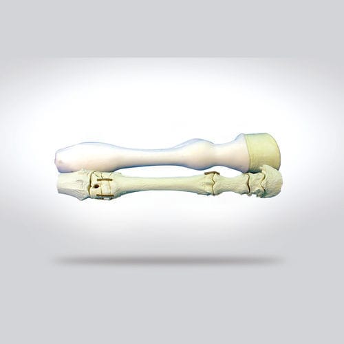 Modelo de osso - 0130.1 - SYNBONE AG - de rádio / de membro inferior / de cirurgia