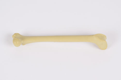 Modelo anatômico de fêmur - 0922.00 - SYNBONE AG - de cirurgia / veterinário / para ensino