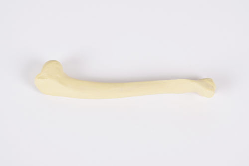 Modelo anatômico de úmero - 0952.00 - SYNBONE AG - de cirurgia / veterinário / para ensino