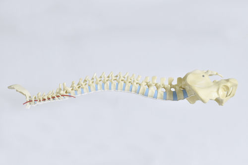 Modelo de osso - LSS9305 - SYNBONE AG - de osso esponjoso / de pelve / de coluna vertebral
