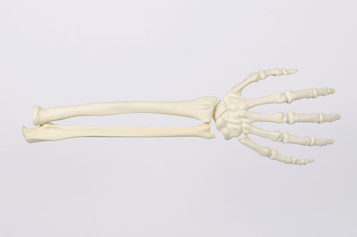 Modelo de esqueleto - 9011 - SYNBONE AG - de mão / de rádio / de punho