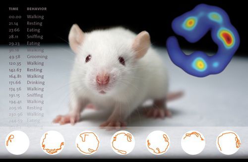 Software de análise - EthoVision XT - Bonther - com sistema de acompanhamento / veterinário / para pesquisa com animais