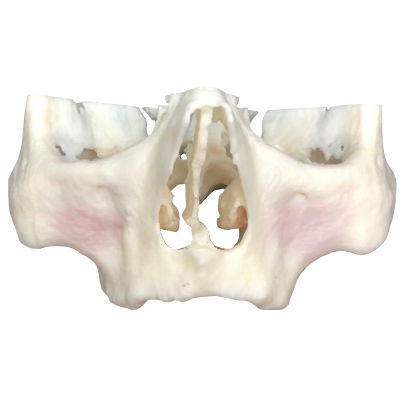 Modelo anatômico odontológico - ZAGA - Selmodels SL - para implantodontia / para treinamento / em kit
