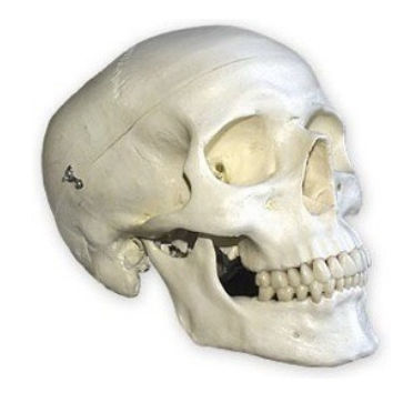Modelo de osso - DM – 162 - Selmodels SL - de crânio / sinusal / para cirurgia odontológica