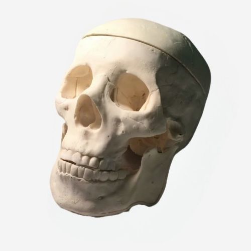 Fantoma para radiografia - SL-A01 - True Phantom Solutions - para tomografia computadorizada / para ressonância magnética / de crânio