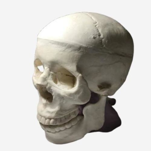Fantoma para radiografia - SL-A02 - True Phantom Solutions - para tomografia computadorizada / para ressonância magnética / de crânio