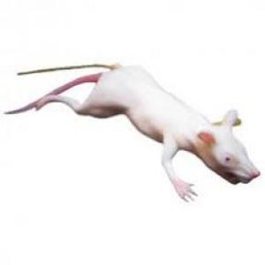 Simulador para treinamento - MEE-MOH-LET - INTELLIBIO - de coleta de sangue / de intubação / para pesquisa com animais