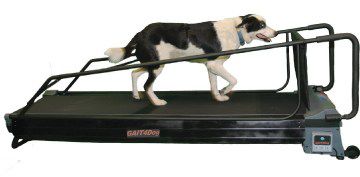 Esteira ergométrica veterinária para cães - PRO DogTread® with Gait4Dog - DogTread