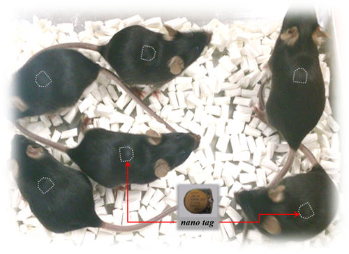 Implante telemétrico para pesquisa com animais - nano tag® - Muromachi Kikai - para ratos / para ratazanas / de atividade