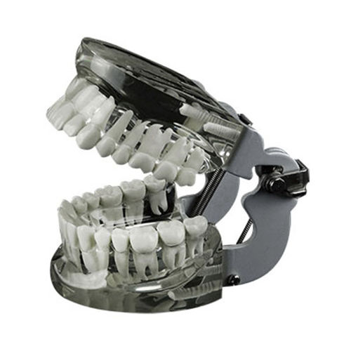 Modelo de dente - JG-Y14 - FOSHAN JINGLE MEDICAL EQUIPMENT CO., LTD - de dentição / de demonstração / de resina