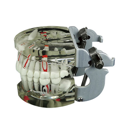 Modelo de nervo - JG-Y15 - FOSHAN JINGLE MEDICAL EQUIPMENT CO., LTD - de dentes / de dentição / de demonstração