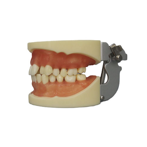 Modelo de dente - JG-Y9 - FOSHAN JINGLE MEDICAL EQUIPMENT CO., LTD - de dentição / para treinamento / de extração