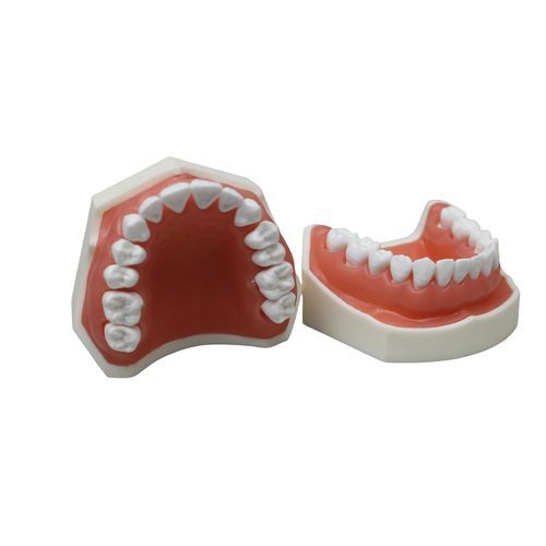 Modelo de dente - JG-X1 - FOSHAN JINGLE MEDICAL EQUIPMENT CO., LTD - odontológico / gengival / para treinamento