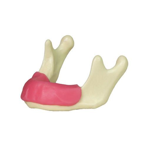 Modelo de mandíbula - JG-Y12-G - FOSHAN JINGLE MEDICAL EQUIPMENT CO., LTD - de gengiva / para procedimentos odontológicos / cirúrgico