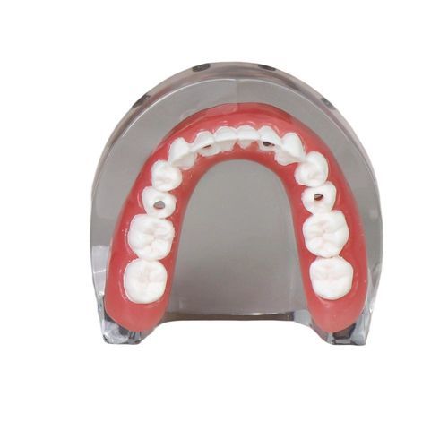 Modelo de mandíbula - JG-l-1 - FOSHAN JINGLE MEDICAL EQUIPMENT CO., LTD - de dentes / para implantodontia / de resina