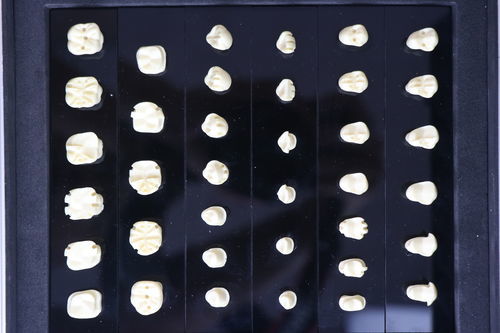 Modelo de dente - JG-H-Y1 - FOSHAN JINGLE MEDICAL EQUIPMENT CO., LTD - odontológico / para ensino / de demonstração
