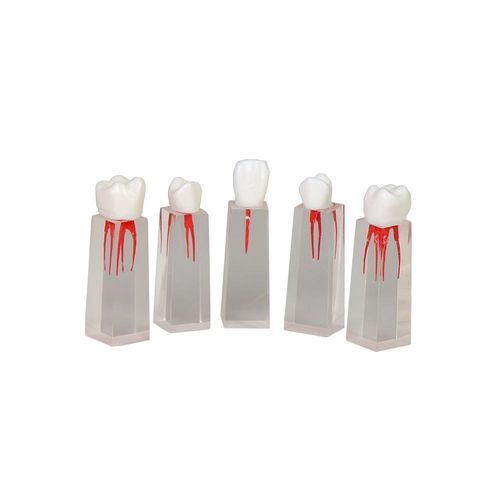 Modelo de dente - JG-YS3 - FOSHAN JINGLE MEDICAL EQUIPMENT CO., LTD - de canal radicular / para ensino / de resina