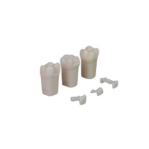 Modelo de dente - JG-YS7-LQ - FOSHAN JINGLE MEDICAL EQUIPMENT CO., LTD - para treinamento / de resina / branco