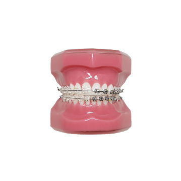 Typodont de dentição - HT Co. - para ortodontia