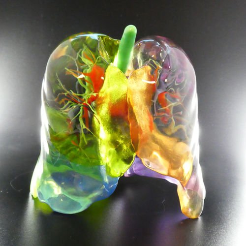 Modelo de pulmão - Bone 3D - para treinamento