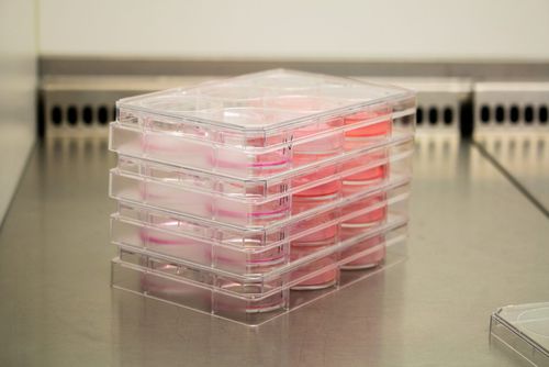 Remendo dérmico - Poieskin® - Poietis - de colágeno