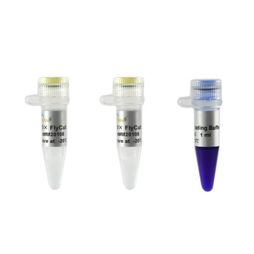 Reagente com enzimas - FlyCut® XhoI - TransGen Biotech Co. - para biologia molecular / para edição de genomas