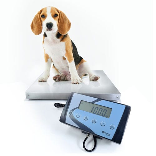 Balança veterinária eletrônica - AIS - BAXTRAN - com display LCD / com display separado / plataforma