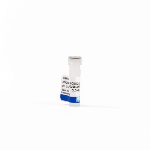 Reagente anticorpos - 0869100-CF - MP Biomedicals - anticorpo monoclonal / para western blot / para imunohistoquímica