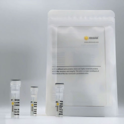 Reagente anticorpo monoclonal - A19524 - ABclonal Technology - para western blot / para imunohistoquímica / para imunofluorescência