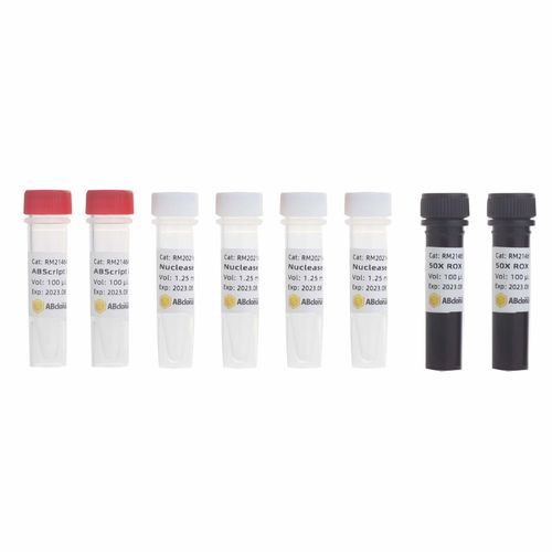 Kit de reagentes Taq polimerase - RK20407 - ABclonal Technology - solução tampão / corante / para RT-qPCR