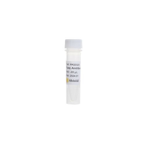 Reagente anticorpo monoclonal - RK20545 - ABclonal Technology - Taq polimerase / para PCR / de partida a quente