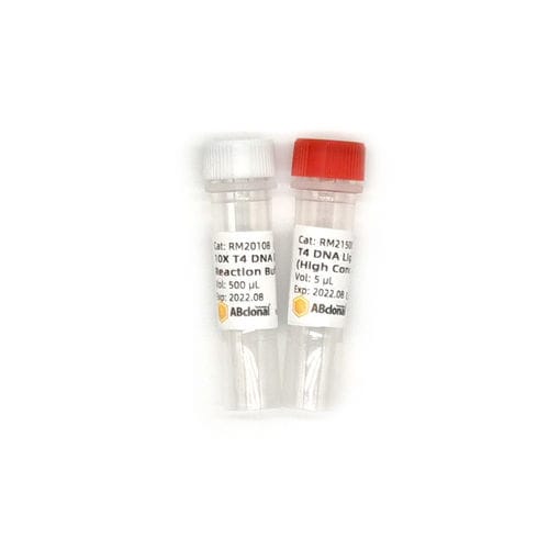 Solução tampão - RK21500 - ABclonal Technology - DNA ligase / para microbiologia / de fosfato